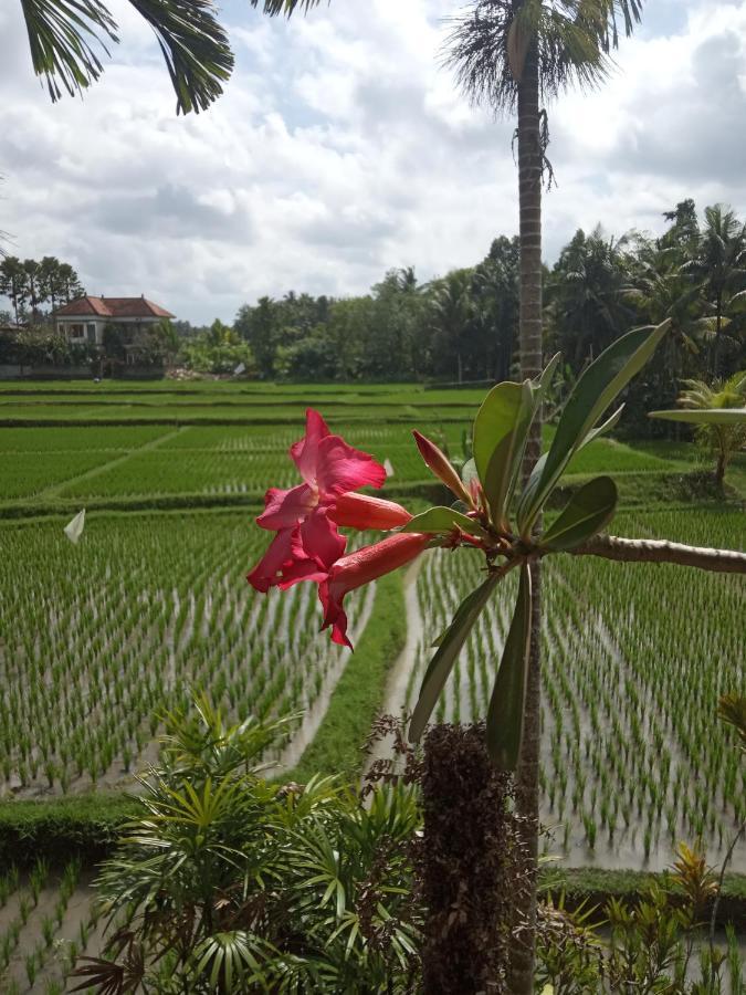 Bella * Ubud